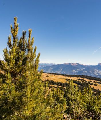 klausen-barbian-latschenbrennerei-latsche_wolfgang-gafriller[4]